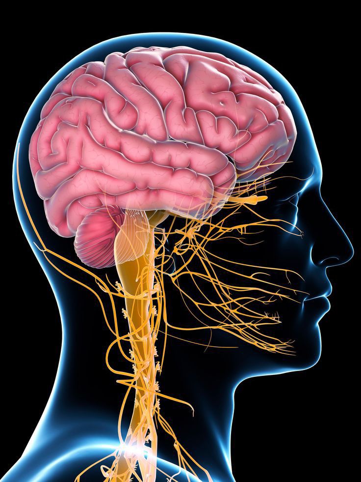 Curated visual reference: Fresh Look at How Exercise Affects The Brain Is Exercise Important For Brain